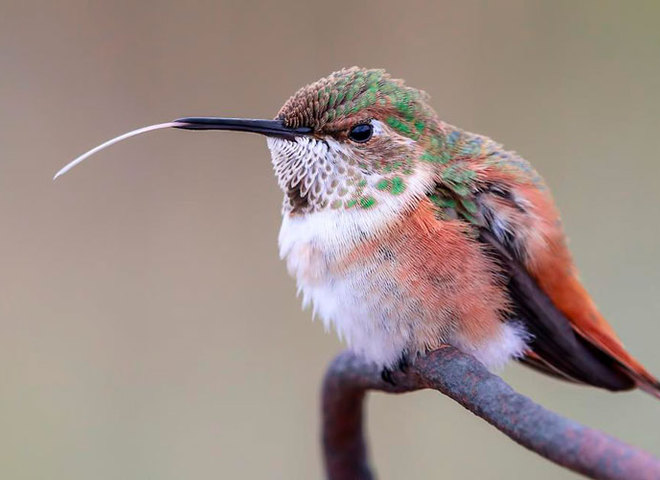 Bird Photographer Of The Year 2019