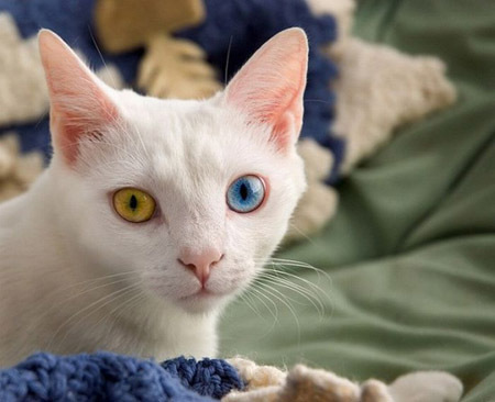 Подборка котэ с разным цветом глаз