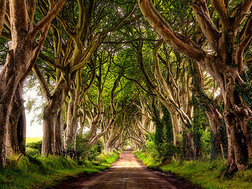 Буковый тоннель (Ирландия)