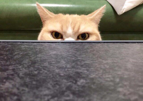 Котик, который полностью передаёт моё состояние