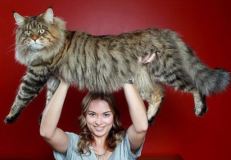 Самые "миниатюрные" котики