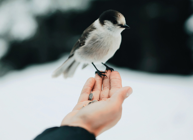 птичка на руке