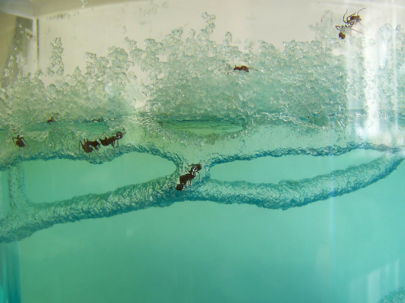 Домашние животные