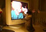 котенок и монитор