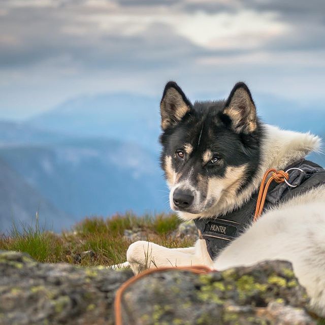 хаскі Акіак 