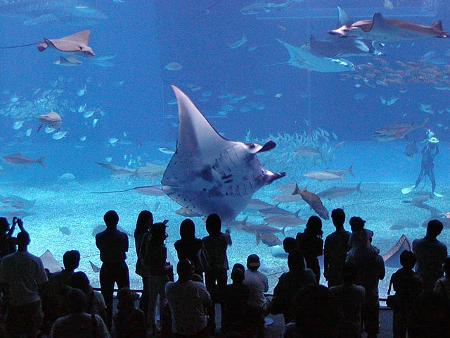 Океанариумы мира: The Okinawa Churaumi Aquarium, Япония