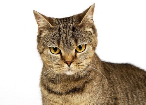 Пойми меняу