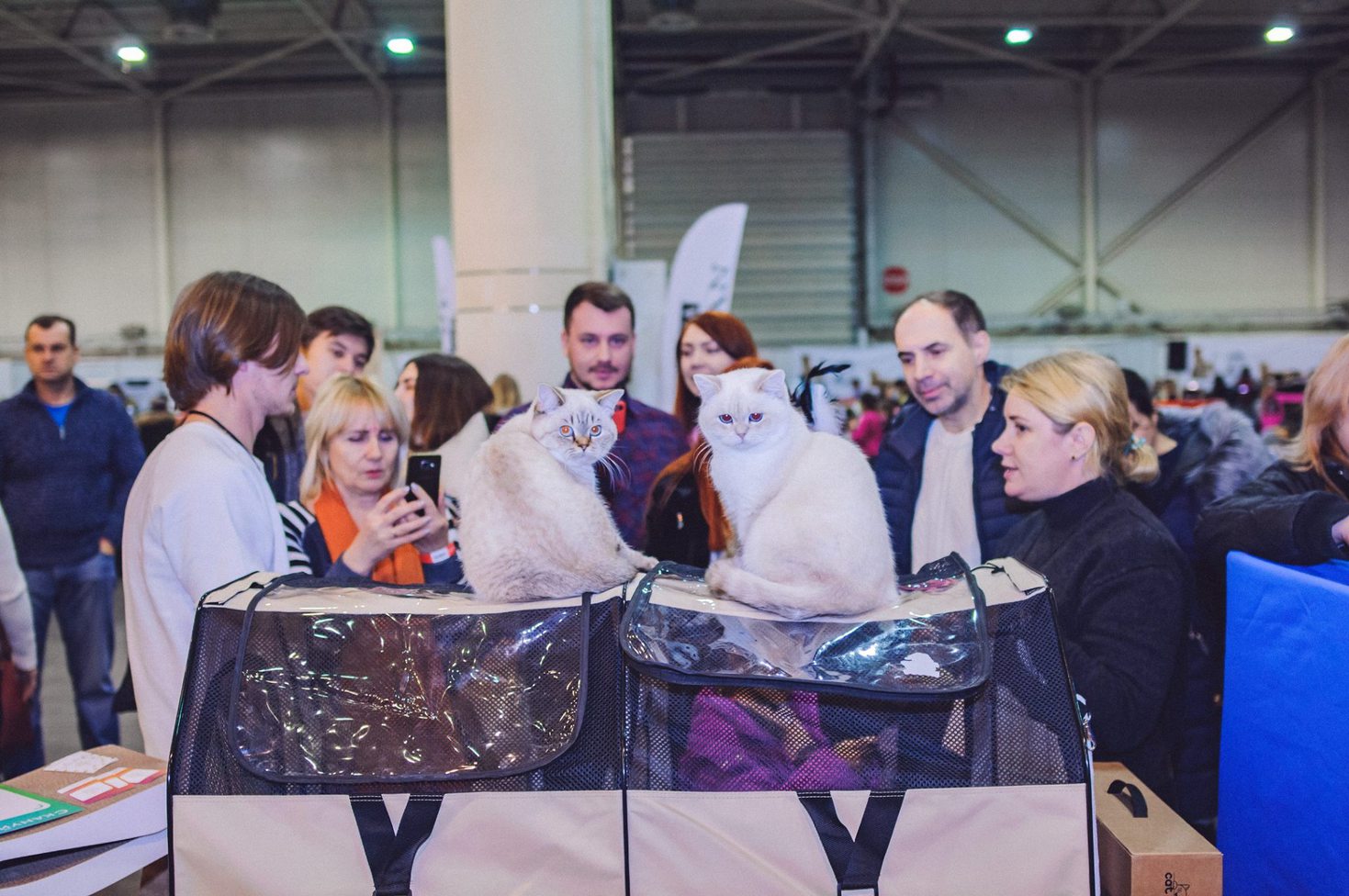 Міжнародна виставка котів Pro Plan® Гран Прі 2018