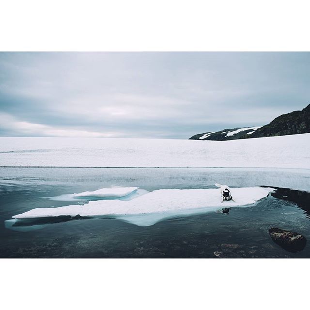 хаскі Акіак 