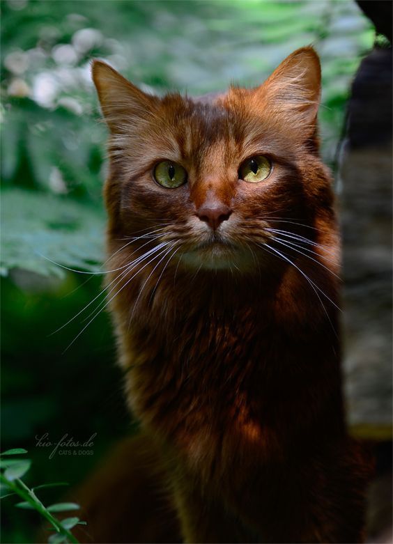 Усы, лапы и хвост: самые красивые коты в мире