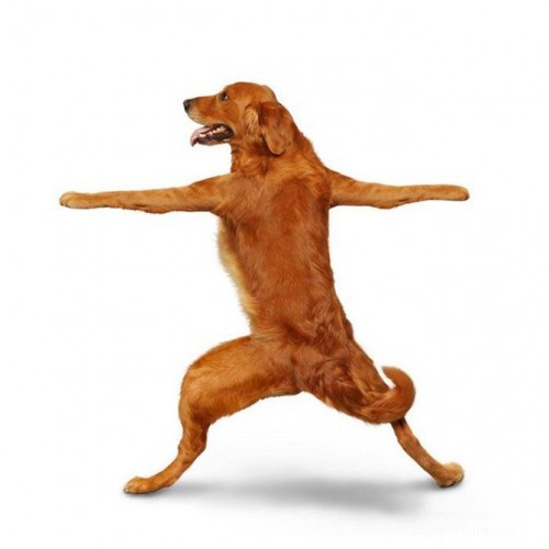 Собаки йоги