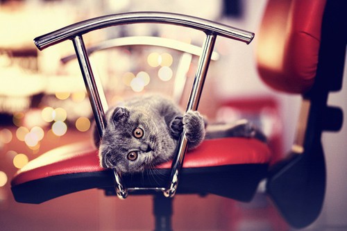 Утренние коты