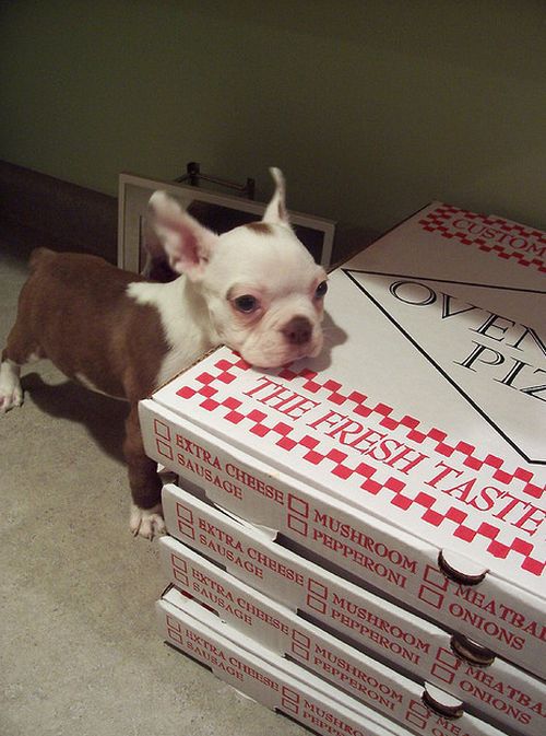 Собачки и пицца