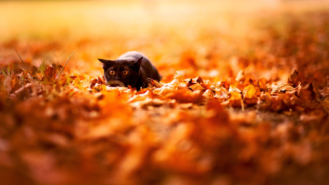 Черная кошка в осенних листьях