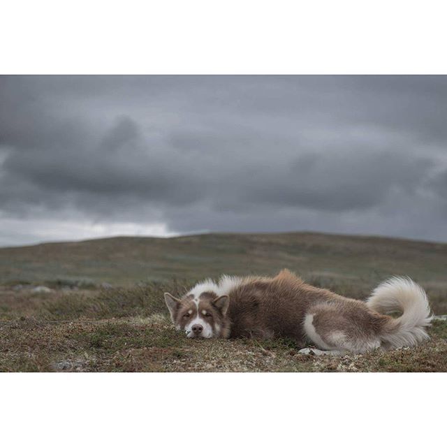 хаскі Акіак 