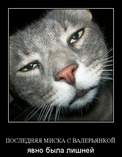 Демотиваторы про котов