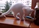 Котенок спасает хозяина