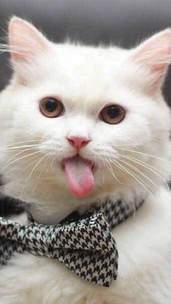 Покажи всем проблемам язык