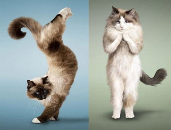 Легкая йога с котами