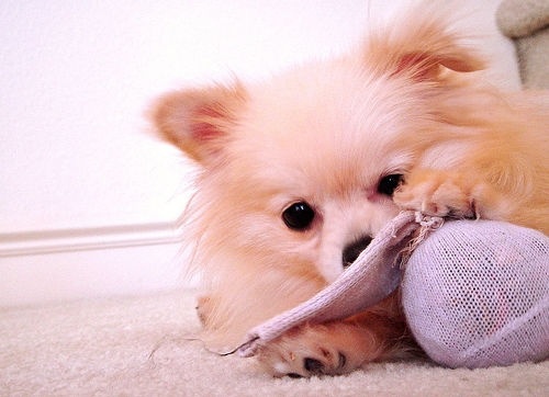 Топ няшных животных