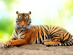 Яке свято відзначають 29 липня