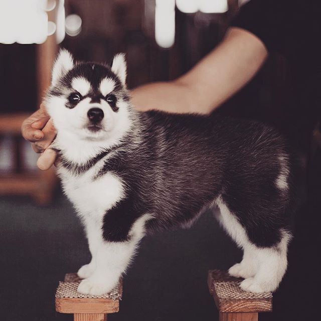 Цуценята Хаскі