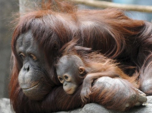 Диковинная фауна