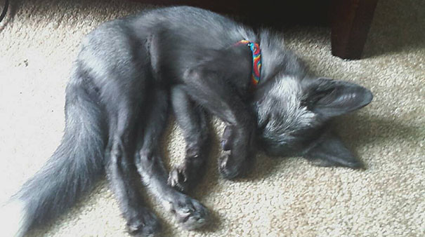 Необычные домашние питомцы