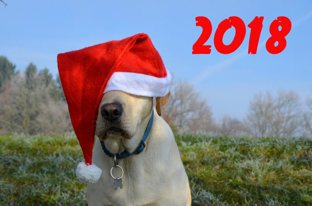 Милые открытки на Новый год собаки 2018