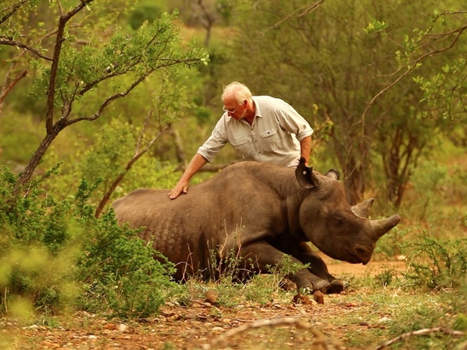 як літають носороги