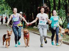 забег с собаками