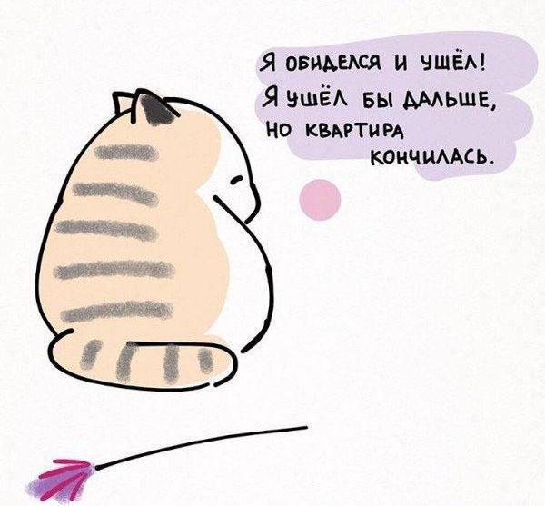 10 полезных советов от котика. Как надо относиться к жизни