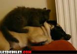 Котёнок - массажист)