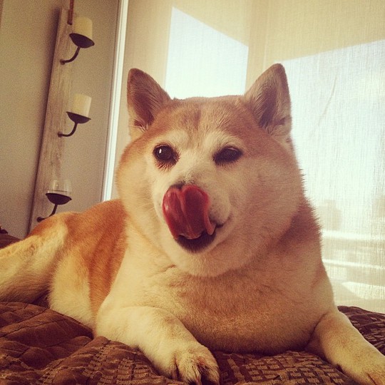 Новый хит Instagram: Собака, которая смеется