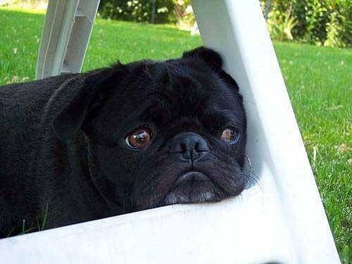 Ленивые животные