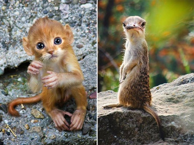 Создания, которых страшно было бы встретить