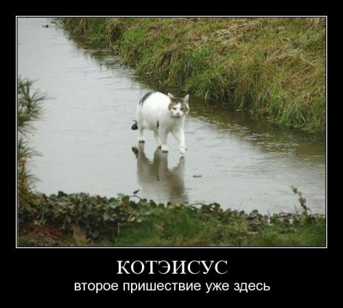 котэ рулят