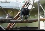 crazy monkey