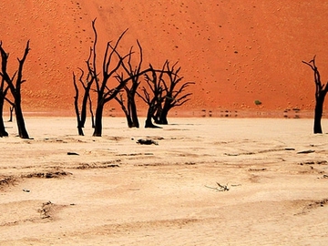 Мертвий ліс в Намібії