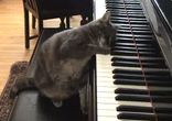 pianist