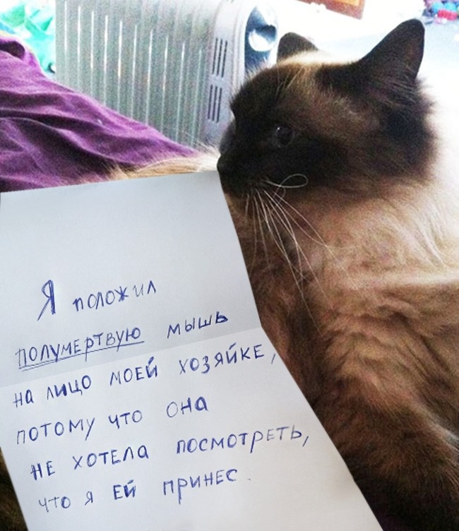 Чистосердечное призанание от котов-пакостников