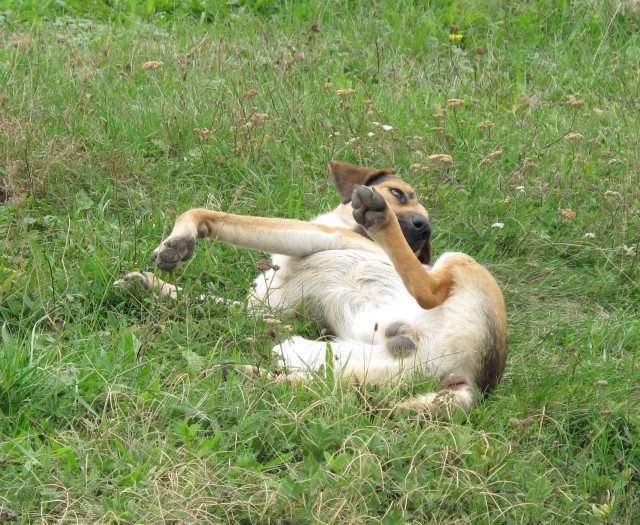 Собака-выставляка