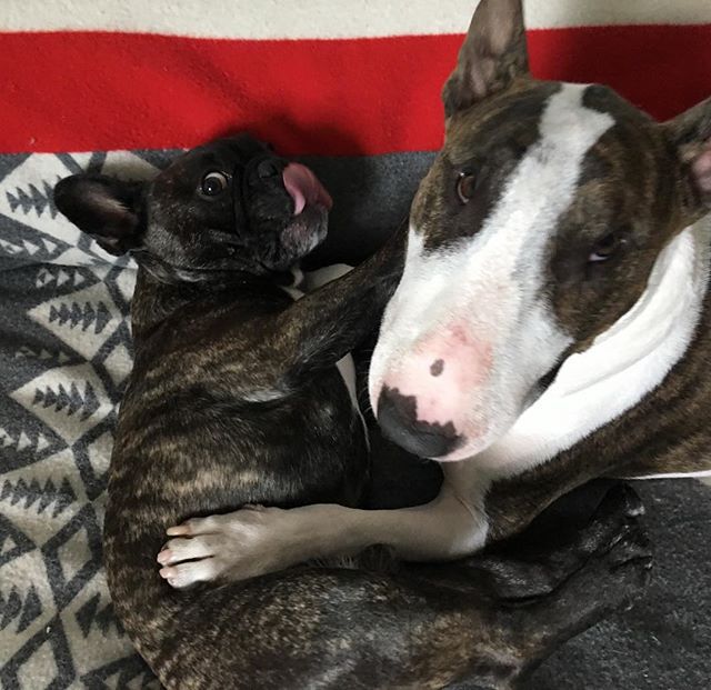 Невилл Джейкобс