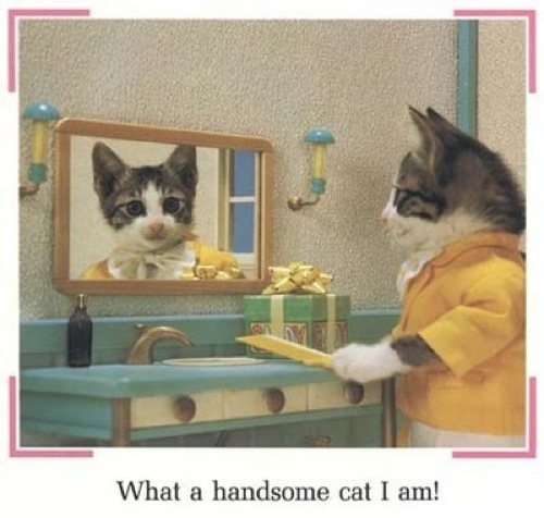 Смешные картинки про котов