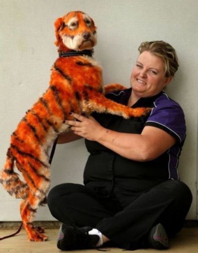 Ржачные собаки