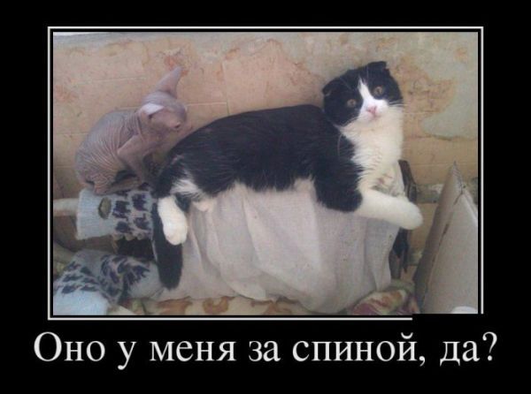 ТОП лучших демотиваторов