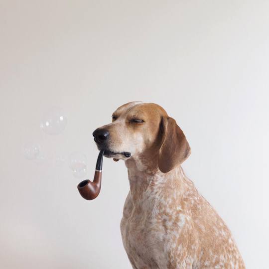 Невероятные приключения собаки-путешественницы Мэдди по Америке