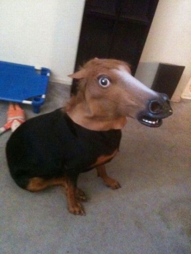 Лошада 