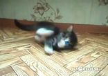 Разница между котами и собаками