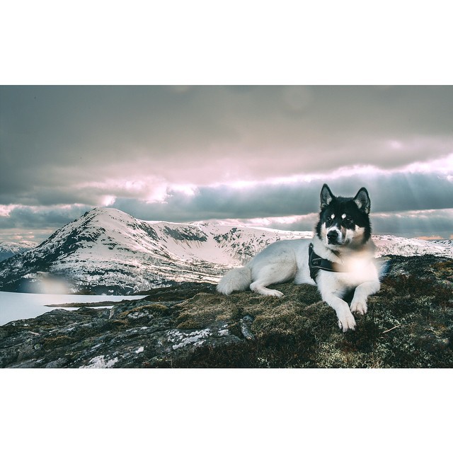 хаскі Акіак 